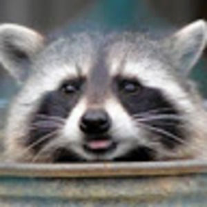 Meet your Posher, Spencer